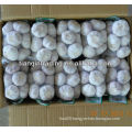 2012 garlic best price